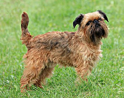 A Griffon Dog
